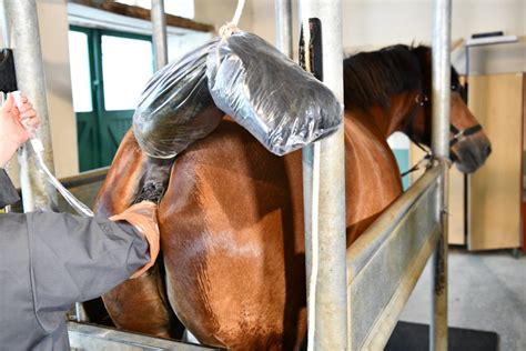 ejaculation d'un cheval|La reproduction et l’insémination artificielle du cheval .